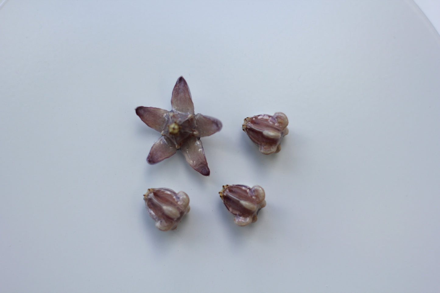 Pua Kalaunu (4pcs) - Set 2