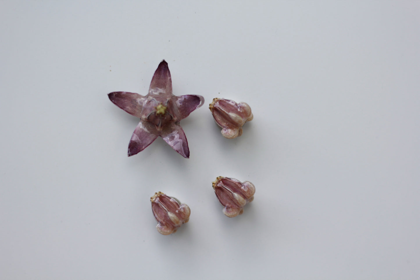 Pua Kalaunu (4pcs) - Set 5